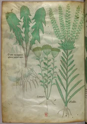 植物図版、1440年頃（ヴェラムにインクと彩色）