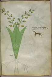 植物図版、1440年頃（ヴェラムにインクと彩色）