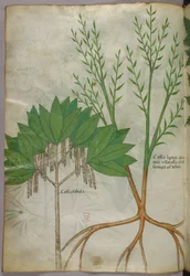 植物図版、1440年頃（ヴェラムにインクと彩色）