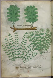 植物図版、1440年頃（ヴェラムにインクと彩色）