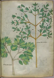 植物図版、1440年頃（ヴェラムにインクと彩色）