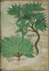 植物図版、1440年頃（ヴェラムにインクと彩色）