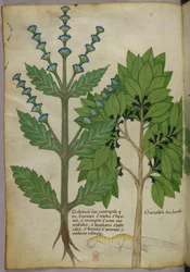 Herbal, Tractatus de Herbis, Sloane 4016 f.39v、1440年頃の植物図（ヴェラムにインクと彩色）
