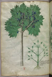 果樹と植物の植物図版 1440年頃（ヴェラムにインクと彩色）