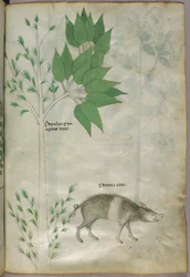 植物とイノシシまたはブタの植物図版、