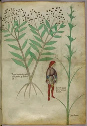 植物と鍋に排尿する男性の植物図、1440年頃（紙にインクとカラー）