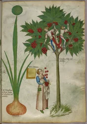 果樹の枝に立つ植物と少年たちが果実を摘み、下に立つ女性に投げかける様子を描いた植物図版（1440年頃、ヴェラムにインク、彩色）
