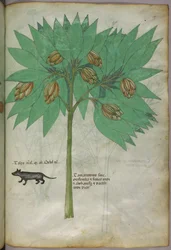 動物と植物の植物図（1440年頃、ベラムにインクと彩色）