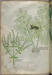 スイート・バジル[ocimum]とアスパラガスに群がるウサギ[palatio leporis]の植物図版、1440年頃、ヴェラムにインク、彩色