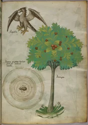 木と蜘蛛の巣と鷲の植物図版 1440年頃（ヴェラムにインクと彩色）