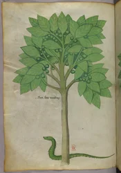 木と蛇の植物図（1440年頃、ヴェラムにインクと彩色）
