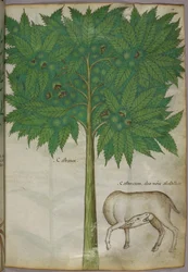 樹木と動物の植物図（1440年頃、ヴェラムにインクと彩色）