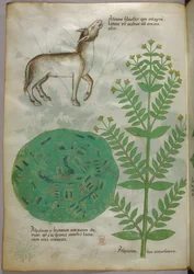 馬を連れた植物の植物図（1440年頃、ヴェラムにインクと彩色）