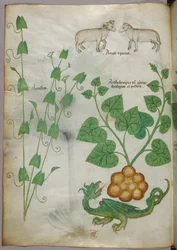 植物、龍、羊の植物図版 1440年頃（ヴェラム、インク・彩色）
