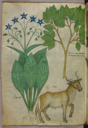 植物と雄牛の植物図（1440年頃、ヴェラムにインクと彩色）