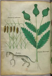 植物と豹の植物図版、1440年頃、ヴェラムにインクと彩色