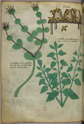植物と蜂と蜂の巣の植物図版 1440年頃（ヴェラムにインクと彩色）