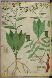 植物と珊瑚、蛇と鹿の植物図版 1440年頃（ヴェラムにインクと彩色）