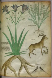 植物、鳥、ヤギの植物図版、1440年頃、ヴェラムにインク、彩色