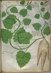 植物図譜、1440年頃（ヴェラムにインクと彩色）