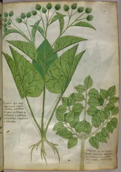 植物図譜、1440年頃（ヴェラムにインクと彩色）
