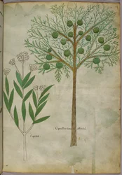 植物図譜、1440年頃（ヴェラムにインクと彩色）