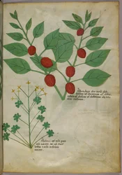 植物図譜、1440年頃（ヴェラムにインクと彩色）
