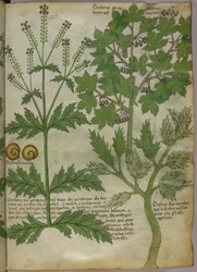 植物図譜、1440年頃（ヴェラムにインクと彩色）