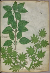 植物図譜、1440年頃（ヴェラムにインクと彩色）