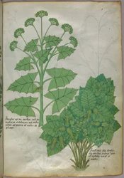 植物図譜、1440年頃（ヴェラムにインクと彩色）
