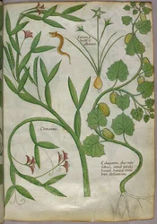 クレマチスを含む植物と蛇の植物図譜 1440年頃（ヴェラムにインクと彩色）