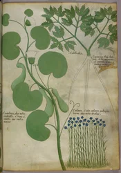 花を含む植物の植物図譜、1440年頃、ヴェラムにインクと彩色