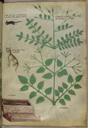 ヒョウ、ネズミ、死体とともに描かれた植物の植物図譜 1440年頃（ヴェラムにインクと彩色）