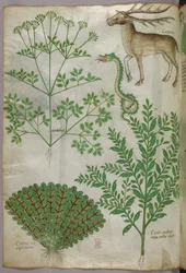 植物、蛇、鹿の植物図（1440年頃、ヴェラムにインクと彩色）