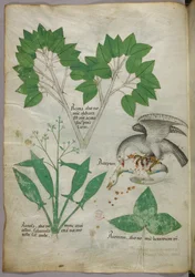 仲間の鳥を殺す鳥のイラストが描かれた植物図譜 1440年頃（ヴェラムにインクと彩色）