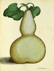 ウラセ・アルドロヴァンディによるカラバッシュ