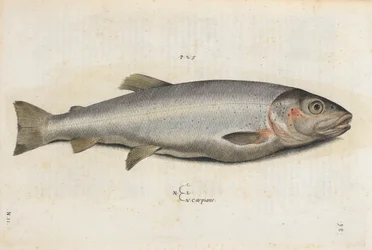 カルピオーネの魚、「Aquatilium Animalium Historiæ liber primus」のイラスト、Ippolito Salviani 作