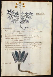 タラ。 2377 アルテミシアとラッパリウム、「Herbarium Apulei Platonici」の薬用植物 (ベラムに水彩とインク)