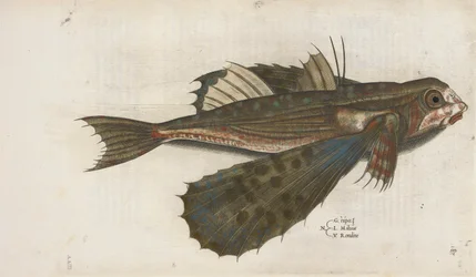 トビウオ、「Aquatilium Animalium Historiæ liber primus」のイラスト、Ippolito Salviani 作