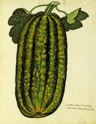 ウリッセアルドロヴァンディ（1522-1605）版の緑の長方形のスカッシュが、Piante Fiori Fruttiで公開されました（手塗りの彫刻）。