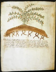 14世紀のハーバリウム。リミニの市立図書館。