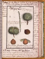 Ms 115 Chestnut、Dizionario di Botanica（ペンとインク、紙にトイレ）