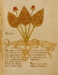 Ms 1591 Fol.19r Herba Teoderis (べラム)