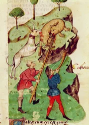 Ms Lat 993 fol.35r The Hunt、「Tractatus de Herbis」より Dioscorides (vellum)