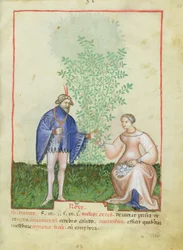 Nouy Acq Lat 1673 fol.83ローズ、健康なTacuinum、c.1390-1400