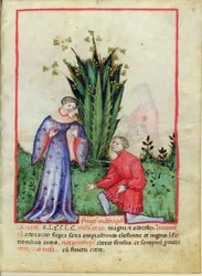 Nouy Acq Lat 1673 fol.85マンドラケの果実、Tacuinumヘルシー、c.1390-1400