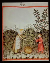 新しい2644 f.32r Gathering DUT Tacuinum Healthy Codex