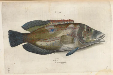 オウム (Nematistius pectoralis)、「Aquatilium Animalium Historiæ liber primus」のイラスト、Ippolito Salviani 作