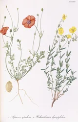 ケシとHelianthemumhyssopifolum、1811-1838
