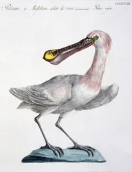 ペリカン、1767-76年頃（手描きの彫刻）